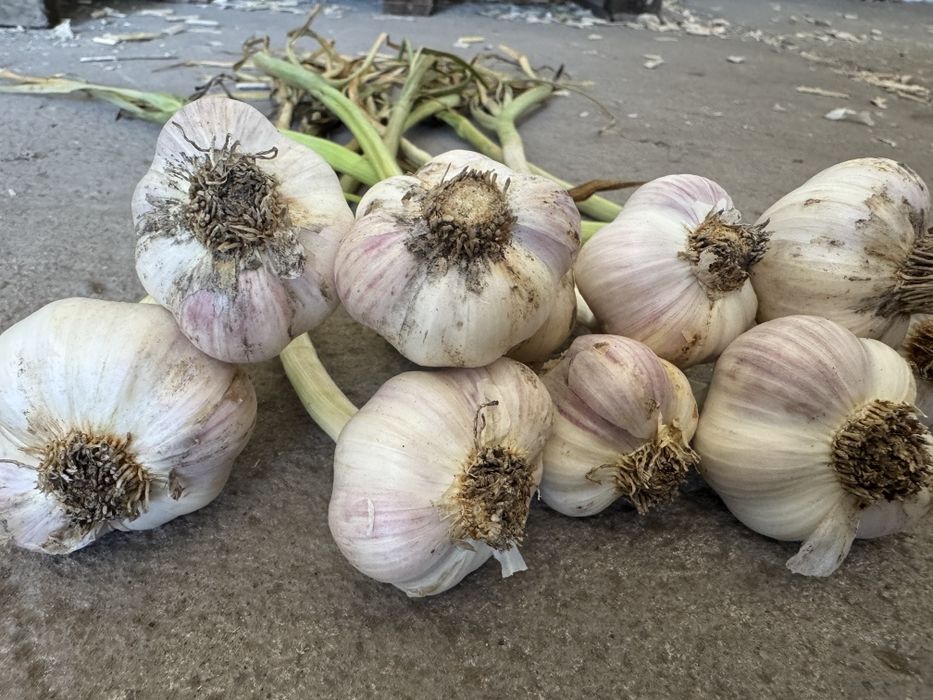 Czosnek wiosenny Jary