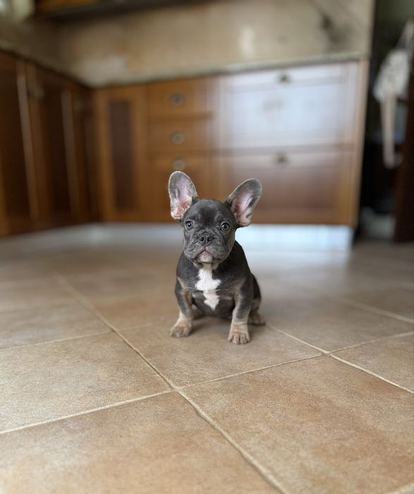 Excecional menina Bulldog/Bouledogue Francês de Qualidade