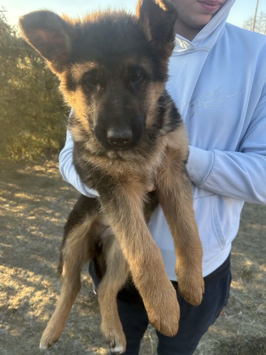 Szczeniaki Owczarek niemiecki ZkwP