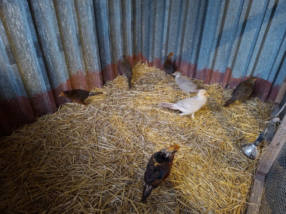 Bażant bażanty złote