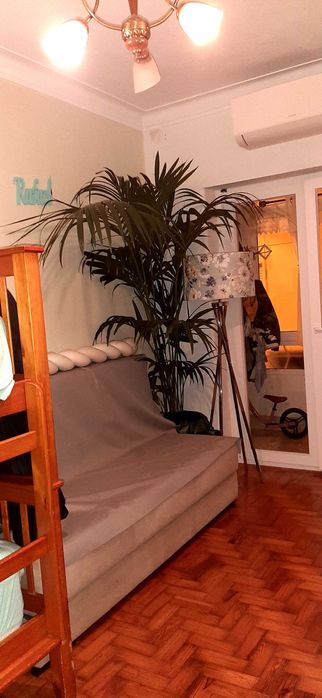 Palmeira Kentiea planta alta  2.5 m para espaço de empresa,  casa