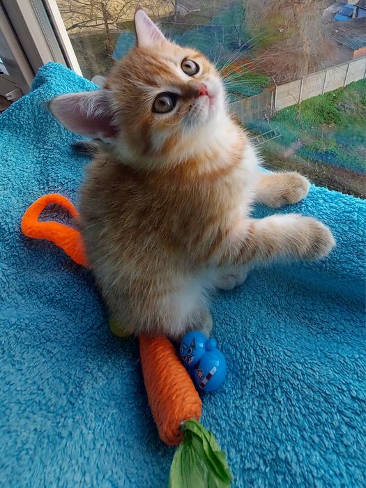 Малюки Британська Золота Шиншила