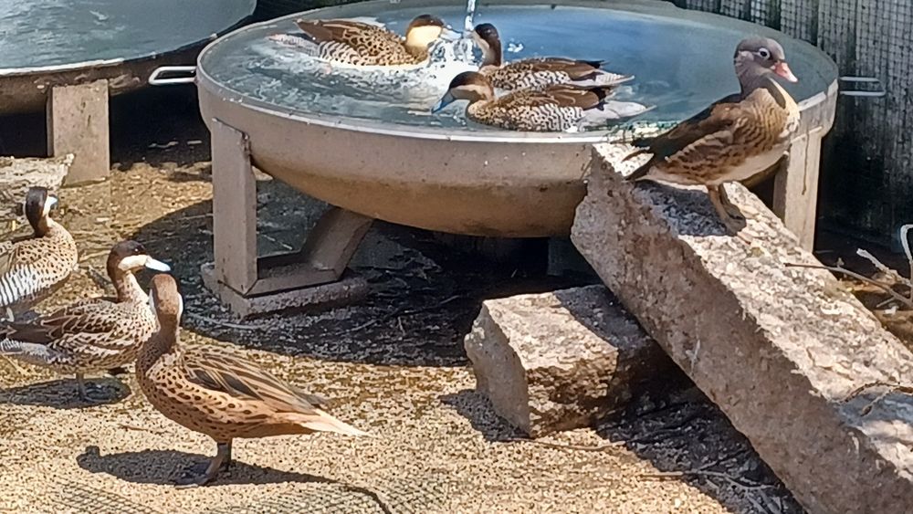 Patos bem tratados de várias espécies,  para si
