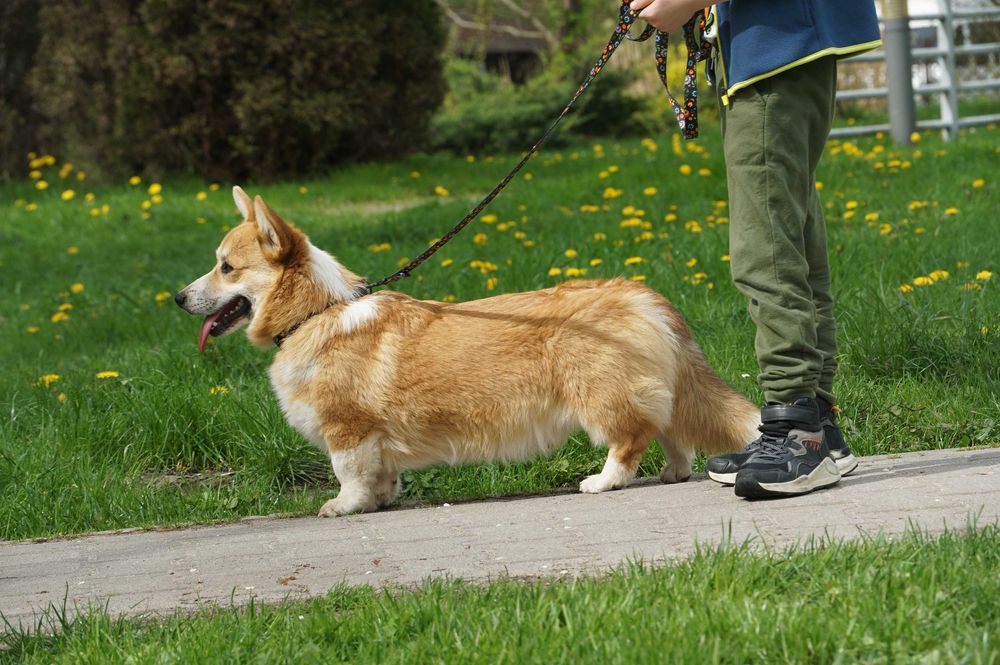 Welsh Corgi Pembroke ZKwP FCI suczka
