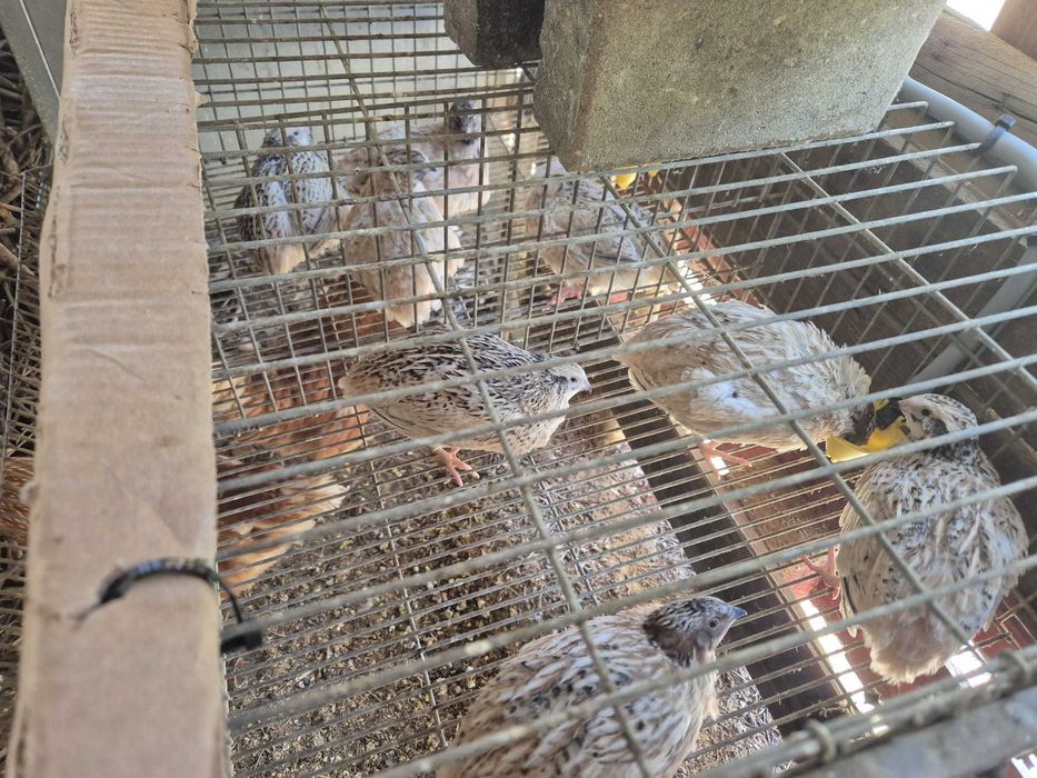 Codornizes De Qualidade