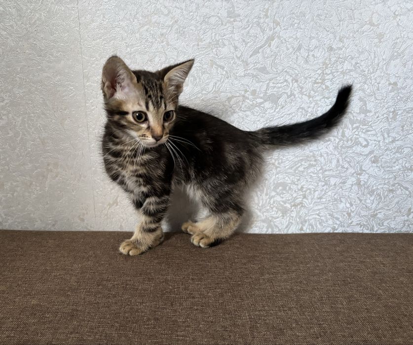Хорошенький Котик