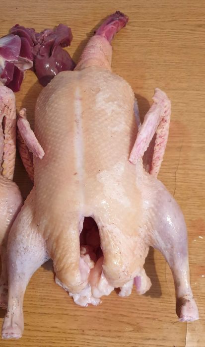 Tuszki z krwią pod zamówienie