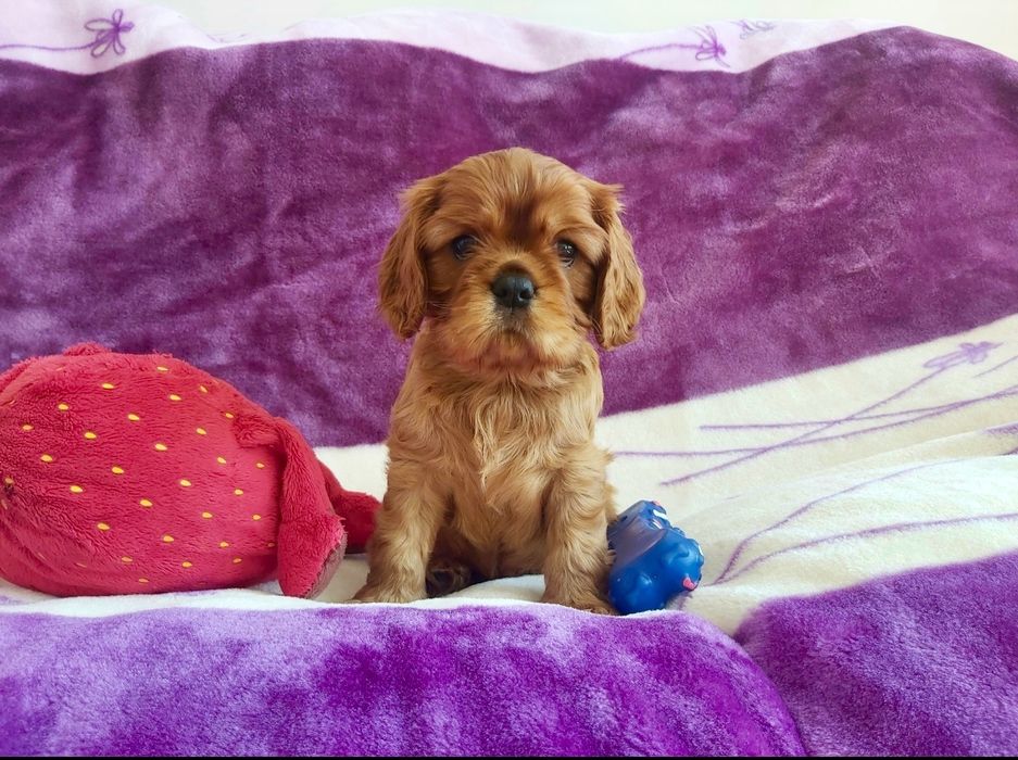 Cavalier King Charles Spaniel