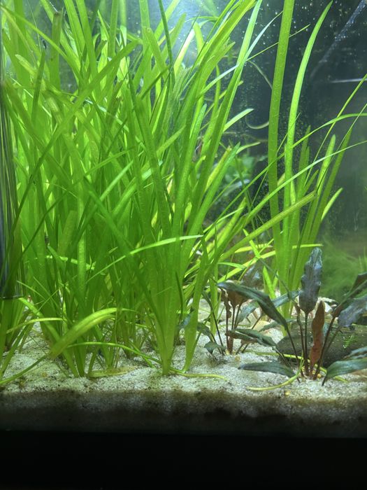 Valisneria sp. - Aquario