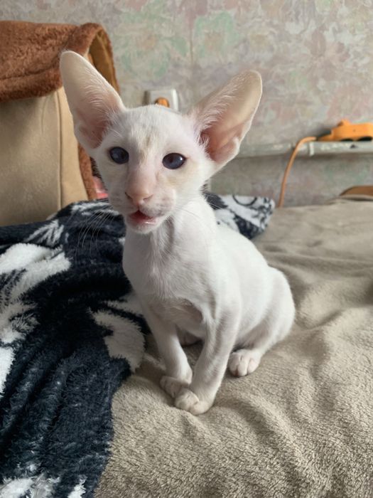 Ориентальный мальчик