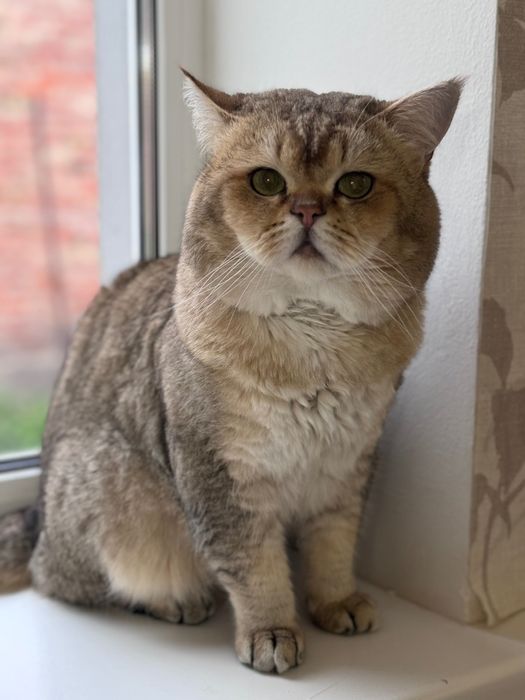 Вязка котов. Шотландский золотая шиншилла.