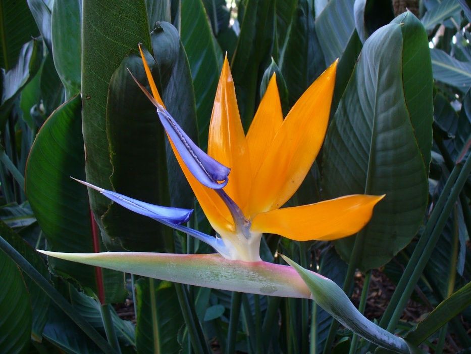 Estrelícia adulta ave do paraíso planta da Madeira dá várias flor ano