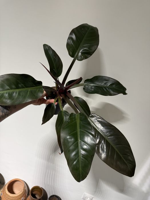 Філодендрон  Біркін, Ред, Pittieri, Пінк Біркін, Майоі, Грін