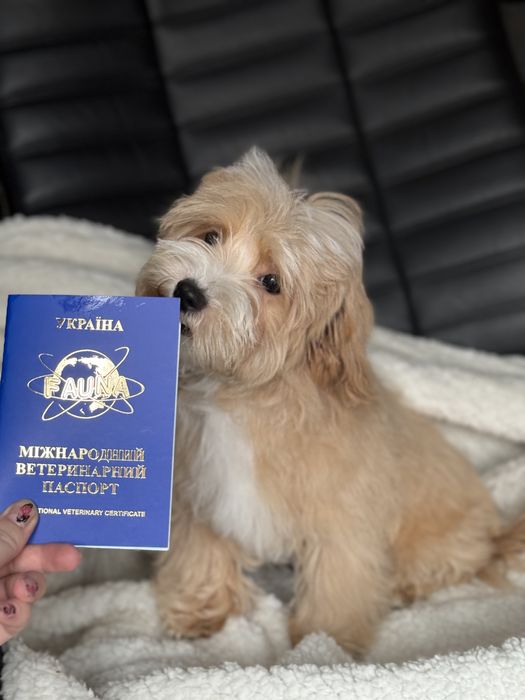 Мальтіпу хлопчик з паспортом міні мікро тікап лабрадудль