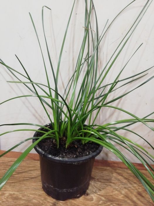 Зефирантес (цветок, выскочка)