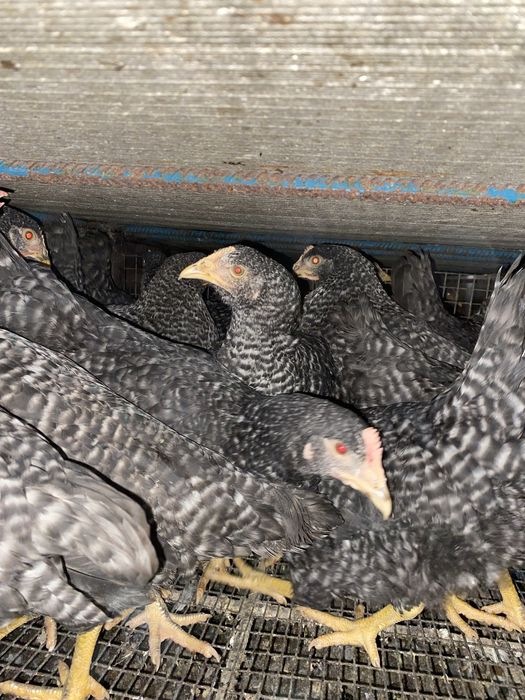 Курочки Домінанти молоді 4,5 місяця