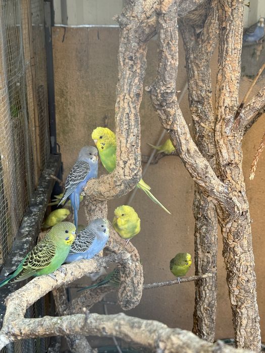 Piriquitos australianos