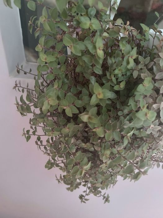Zestaw callisia repens