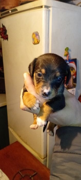 Три богатыря: щенки таксы от спортивной мамы!