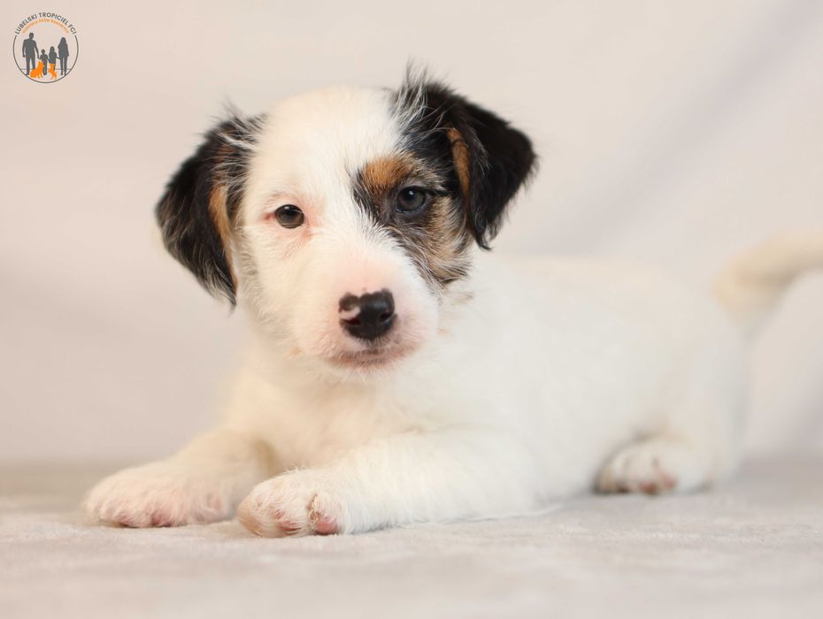 Jack Russell Terrier ZKwP FCI