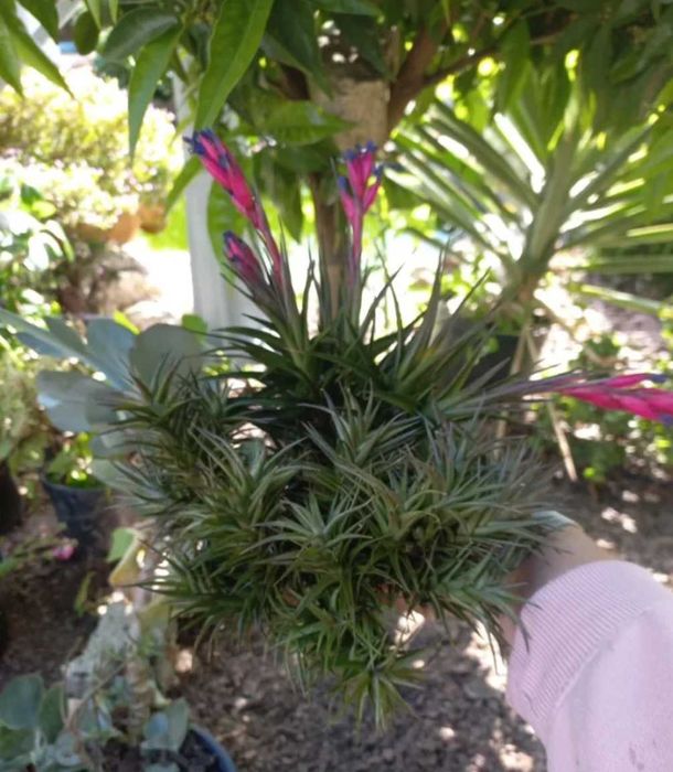 Planta aérea com flor