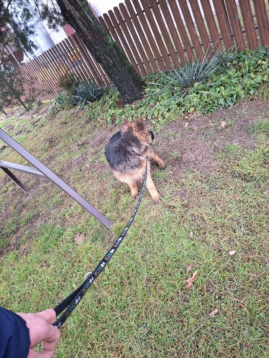 Suczka owczarek niemiecki