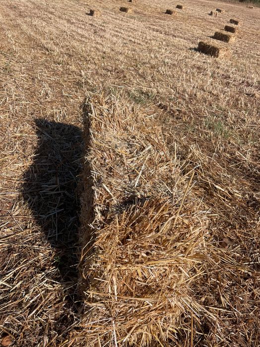 Fardos de feno semeados