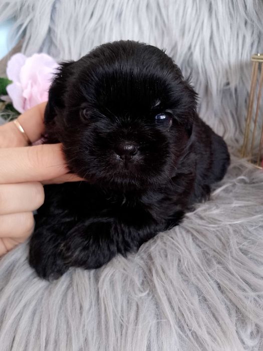 Śliczna czarna suczka rasy Shih-Tzu szuka domku
