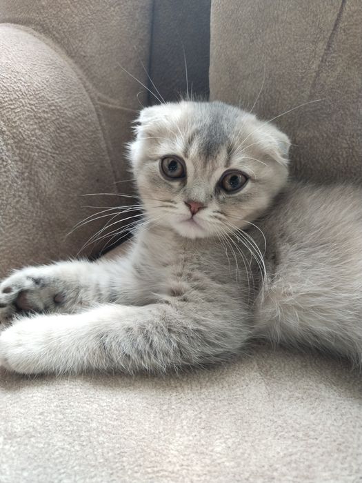 Продам шотландських кошенят, хлопчики..