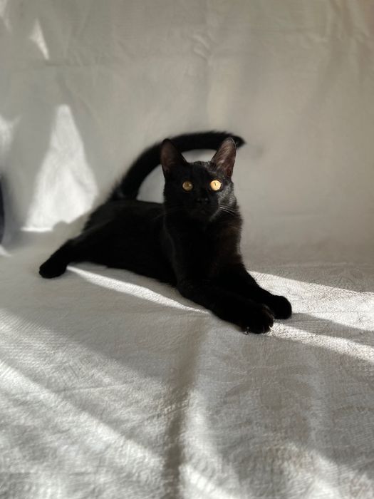Котята котики отдам котенок мальчик
