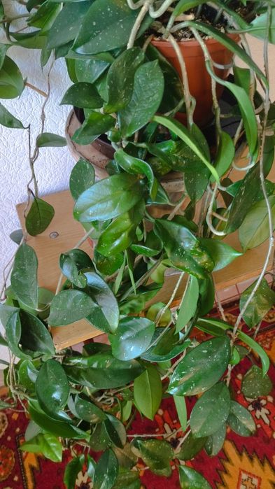 Хоя в пластиковом стаканчике