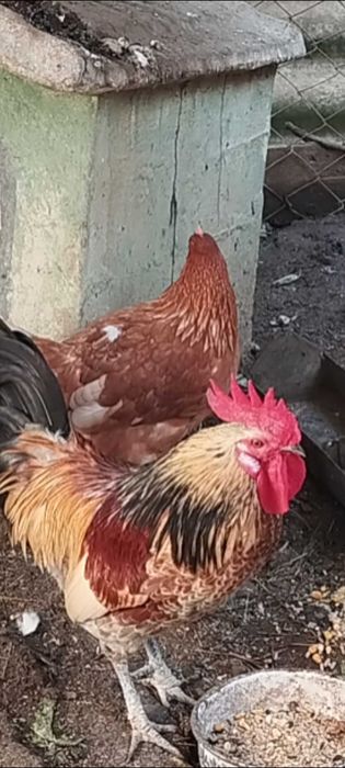 Garnizé muito bonito