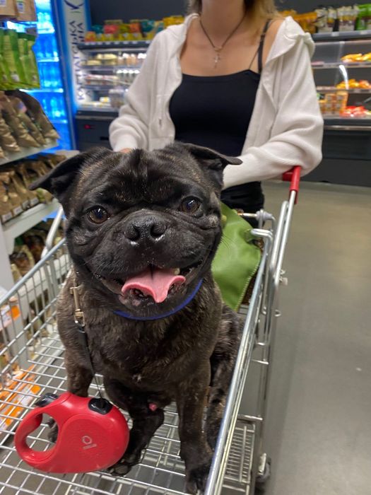 Злучка французького бульдога