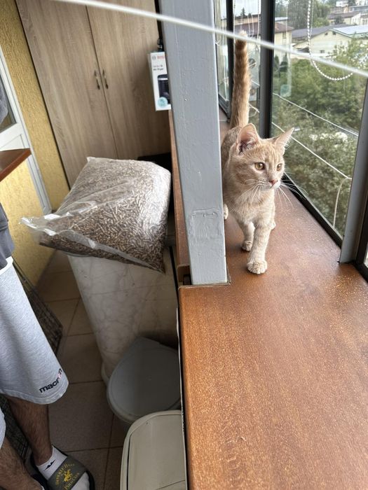 Кошеня котик ручний лагідний шукає дім