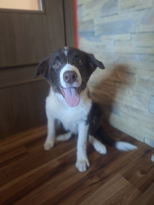 Border Collie piesek szczeniak brązowo-biały:-)