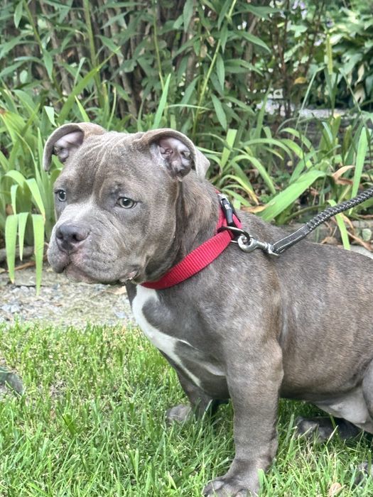 Щенки American Bully Pocket — перспективные малыши от красивой пары