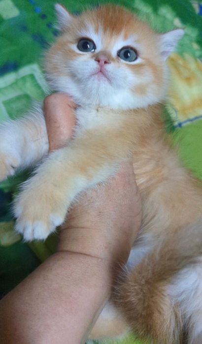 Яркий золотой малыш Шиншила