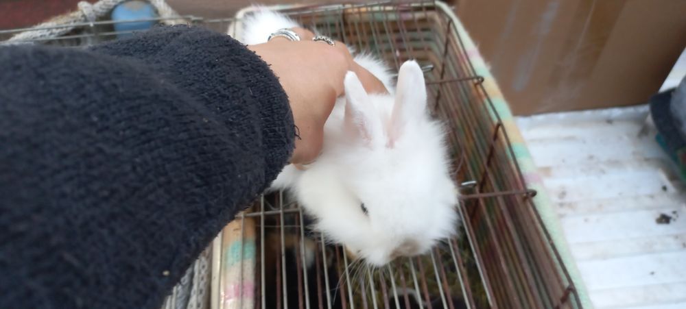 Крольчата маленькие карликовые