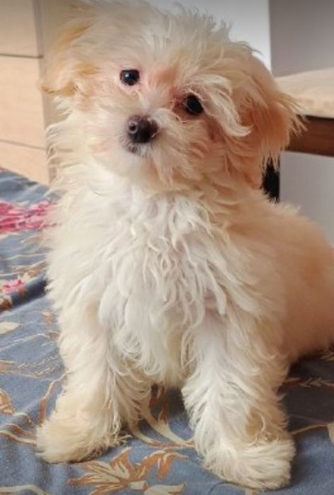 Мальтіпу хлопчик