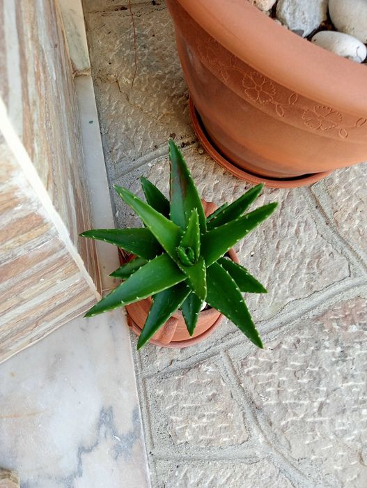 Planta natural, coroa