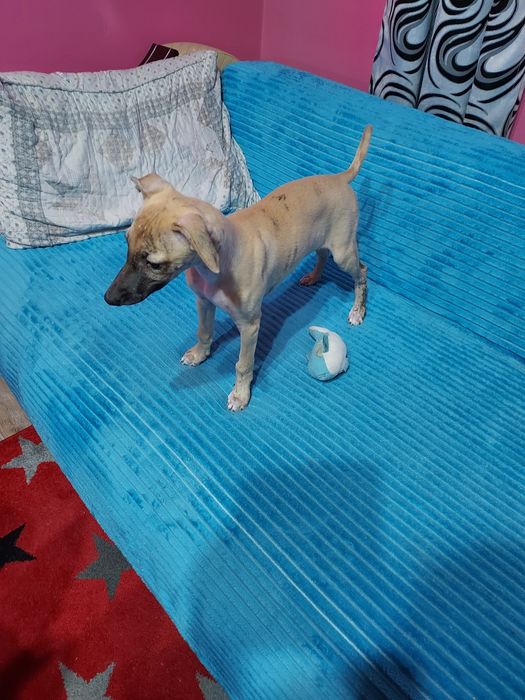 Chart Angielski Whippet suczka