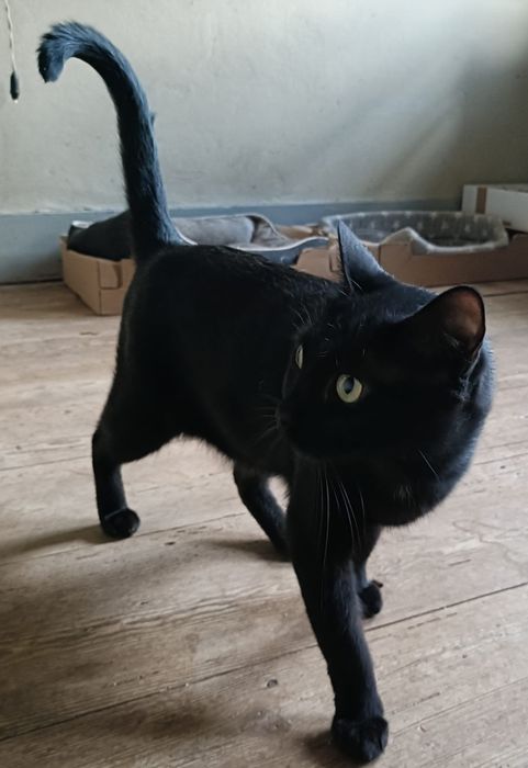 Gatinho para adoção responsável