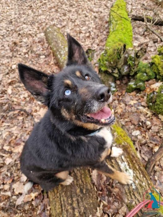 Cudny seniorek - wdzięczny, mądry, oddany - to ostatnia chwila na dom