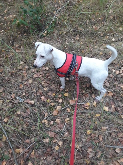 Sprzedam dorosłego psa rasy Jack Russell Terrier!