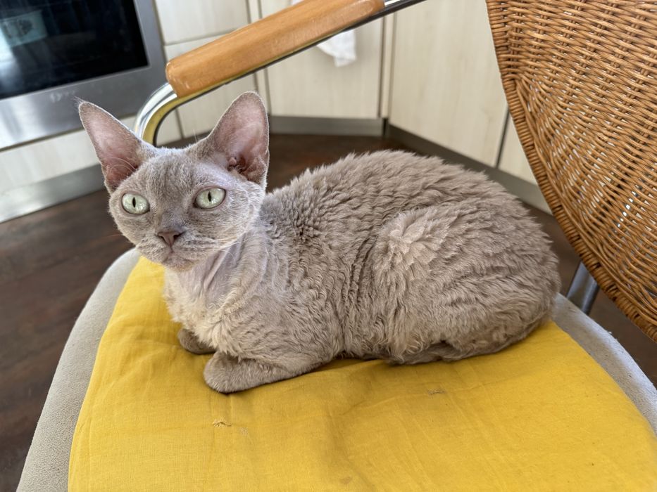 Liliowa koteczka devon rex