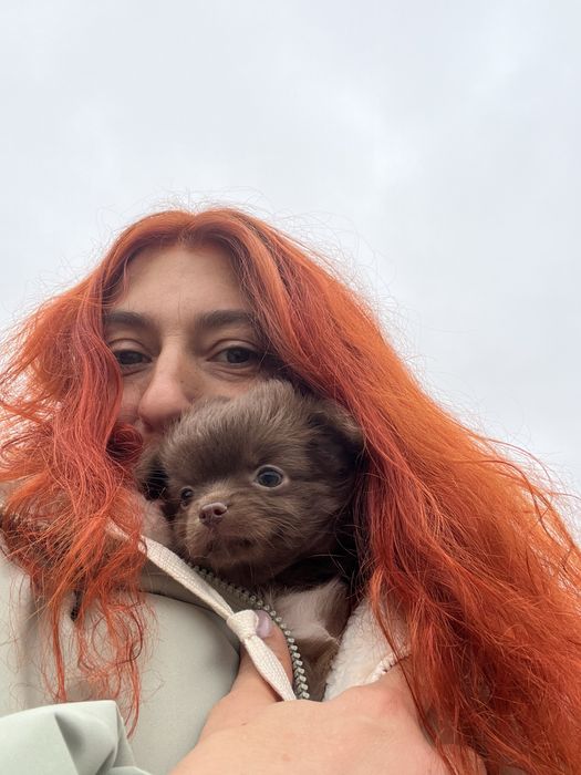 Дівчинка чихуахуа д/ш