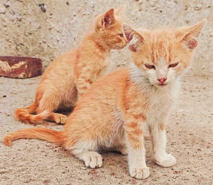 Котодітки шукають родини!