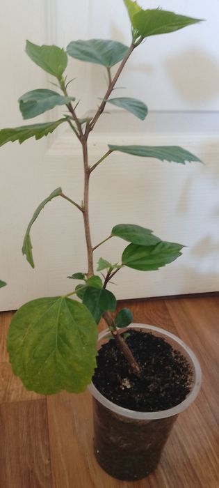 Подвой. гибискуса