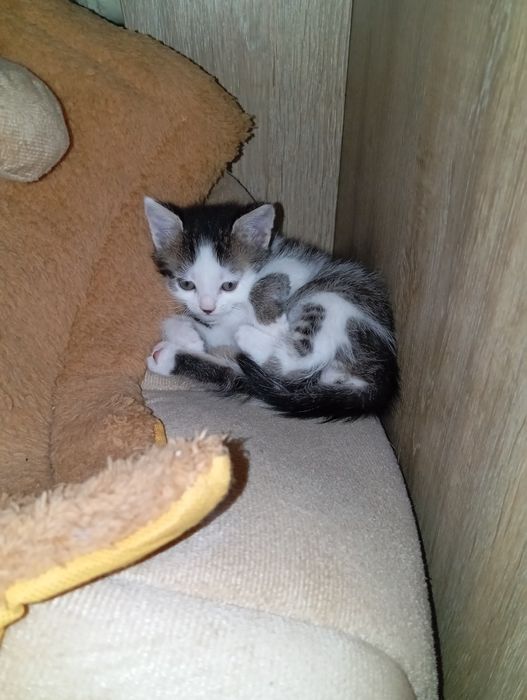 Пропоную муркотливого котика