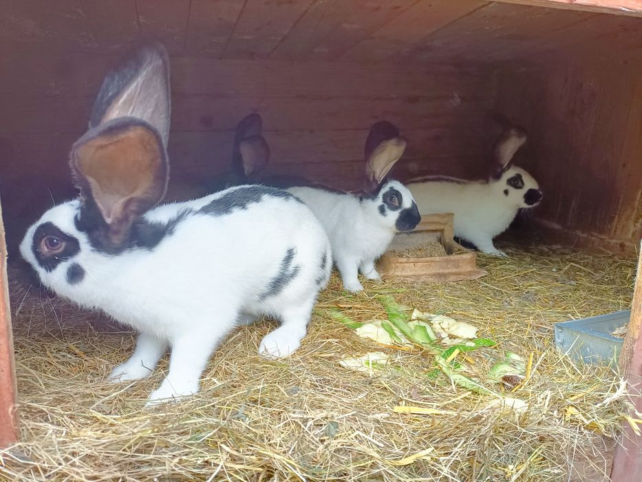 Króliki: Srokacz Niemiecki
